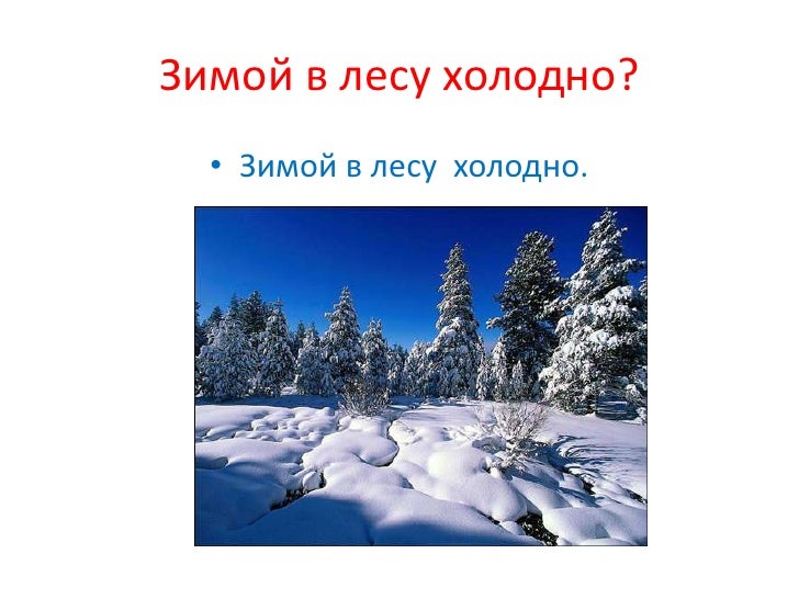 Фото и картинки медведя и ежа зимой Фото и картинки медведя и ежа зимой